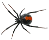 Spider png by camelfobia-d5ilccc